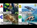 ABC phonics animals | ABC Sea Animals song | English and Animals for Kids #angelfishs