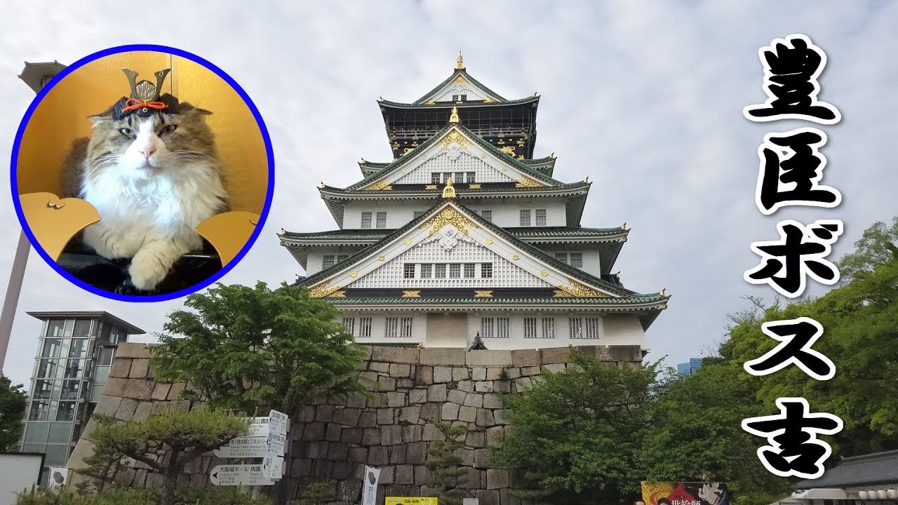可愛い画像 The Daimyo cat, Boss Cat Toyotomi
