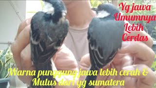 cara terjitu membedakan gelatik batu asli jawa / sumatera & ciri-ciri yg jantan