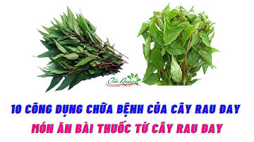 10 Công Dụng Chữa Bệnh Của Cây Rau Đay l Món Ăn Bài Thuốc Từ Cây Rau Đay@suckhoevalamdep