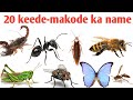 20 कीड़े-मकोड़ों के नाम हिंदी और इंग्लिश मे | Insects Name List