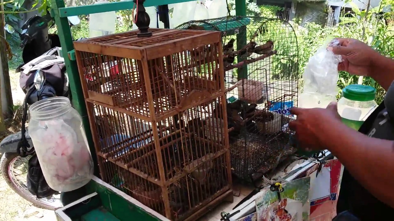 penjual burung paling unik 