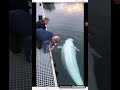 Guy drops his phone but this whale takes care of business:)