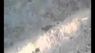 Exploding Malaysian Ant