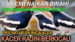 MENAIKAN BIRAHI KACER BODY KECIL | KACER RAJIN BERKICAU | EFEK VOER DAN PENJEMURAN