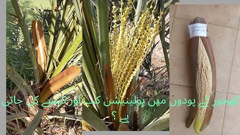 Pollination in date palm easy and effective methods.