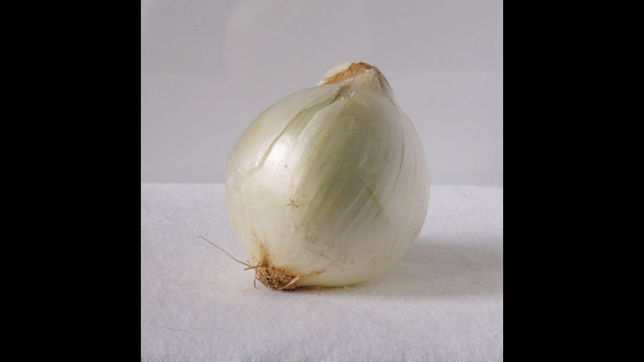 How to Draw a White Onion / Botanical Drawing Lesson