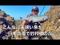 ついに釣り上げた!道路沿いの小さな磯は激レア高級魚の通り道だった
