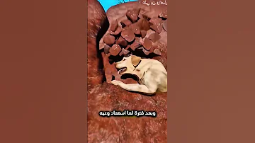 هذا الكلب حاول اللعب مع أصحابه وبعدها هذا اللي صار Shorts Shortvideo Shortsfeed 