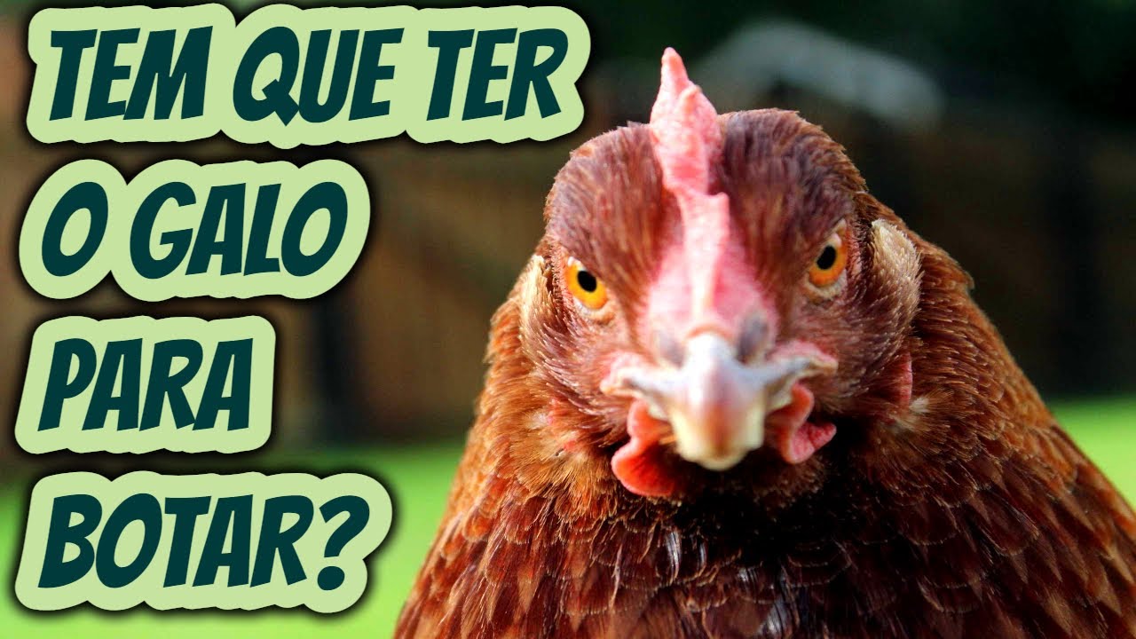 Galinha poedeira postura ou caipira precisa de galo para botar ovo? É ...