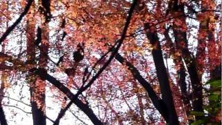 20111207今日の紅葉：高尾山.MPG