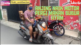 ANJING KAMPUNG DAN ANJING PITBULL NAIK MOTOR PERGI MAKAN BUBUR AYAM