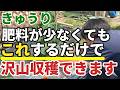 【きゅうり】追肥いらない！これするだけで初心者でもたくさん収穫できます【家庭菜園】