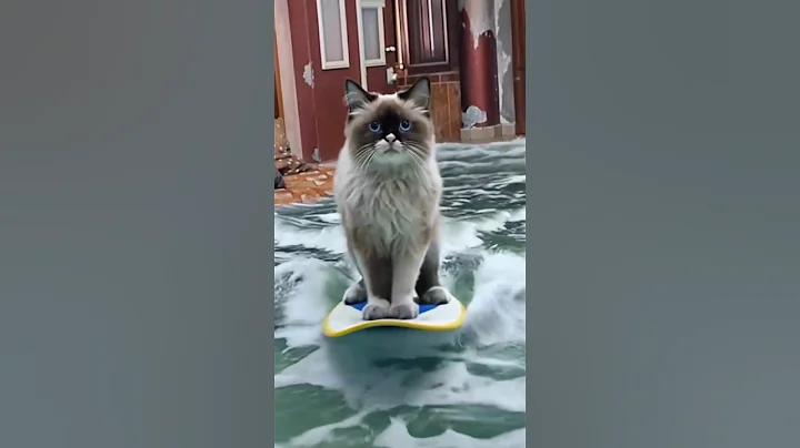 Video 10585121: cute himalayan cat, girl cat kitten, cat kitten funny happy, cat funny love kitten, cat fun kitten, cat old