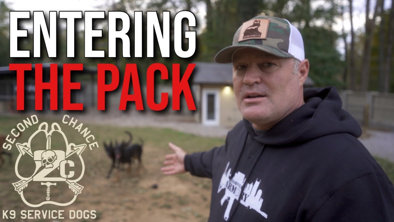 Introducing a new dog to your pack