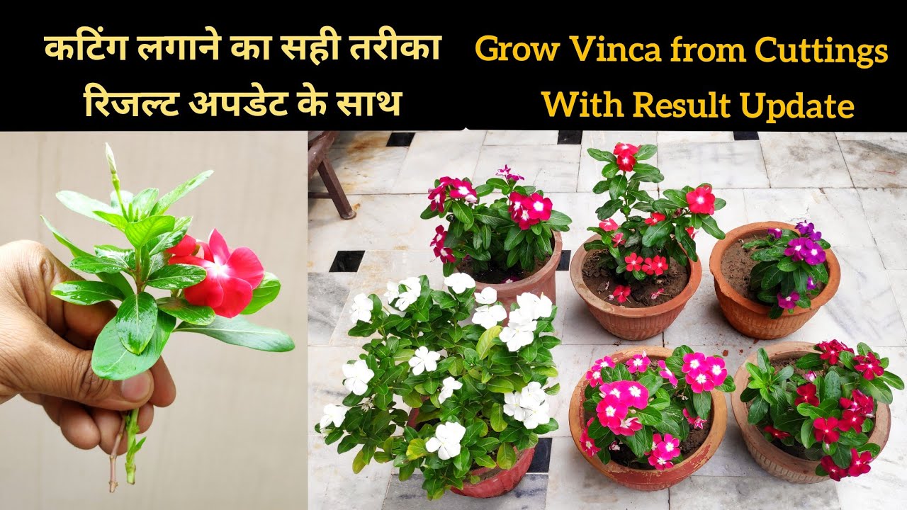 सदाबहार को कटिंग से 5 10 दिन में कैसे लगाएं, How to grow sadabahar