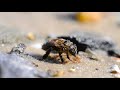 Wet dying bee