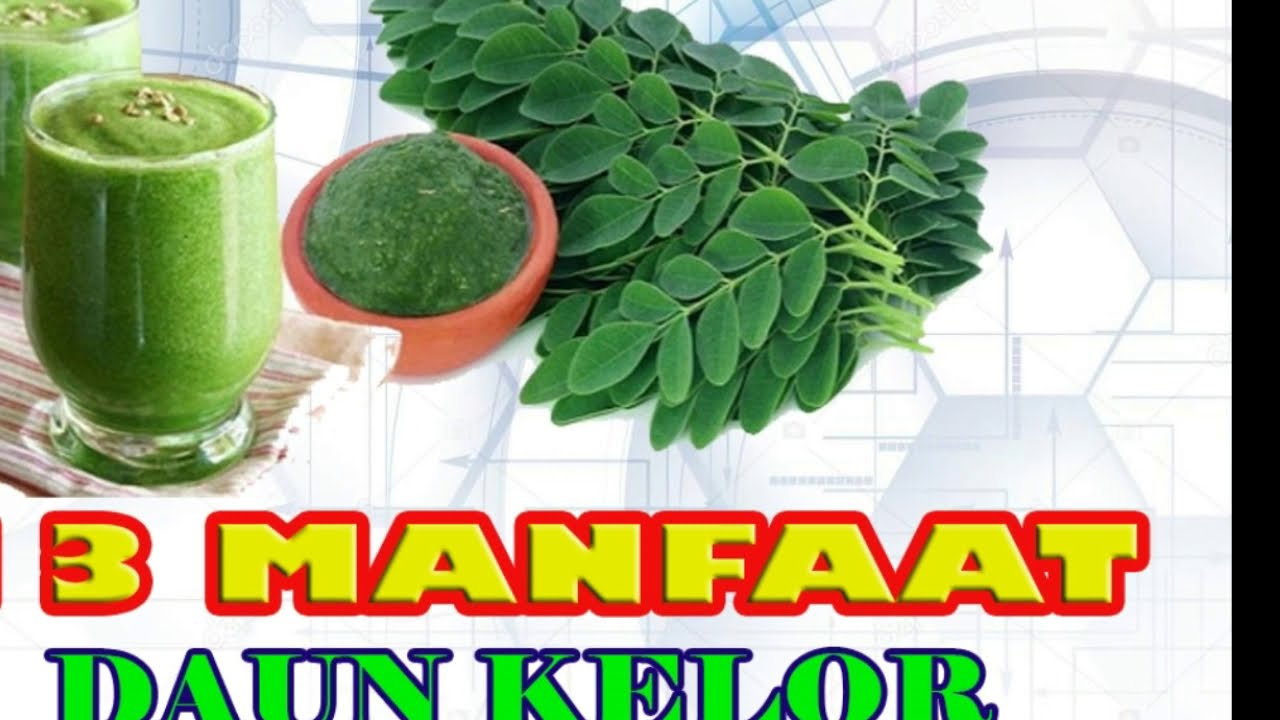 TAHUKAH ANDA MANFAAT DAUN KELOR??? 