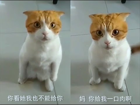 会说人话的喵星人 这些猫都成精了！