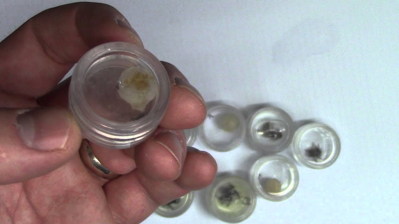 How to preserve insects YouTube