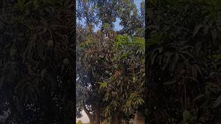 જ્યાં દિલને શાંતિ મળે એ જ ગામડુ 🌾 || Nidhiben Solanki || #trendingshorts #gamdu