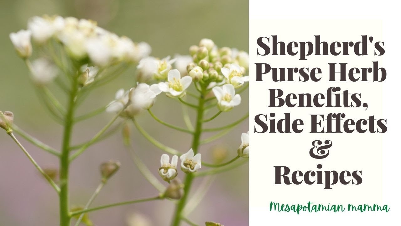 Shepherd's Purse: A Winter Annual Weed - Phoenix Environmental Design Inc.