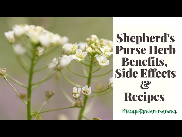 Paracelsus – Shepherd's purse (lat. Capsella bursa pastoris L.) -  Paracelsus Magazin