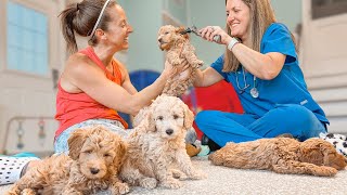 Mini Goldendoodle Puppies Check Up: One Surprising Reaction!