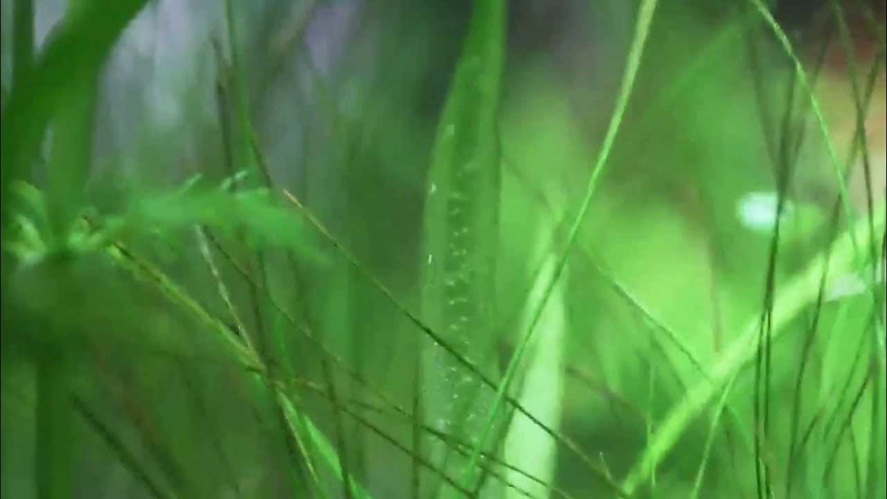 Aquatic Plants Releasing Oxygen Bubbles YouTube