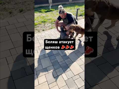 Беляш идет напролом🥩опасность