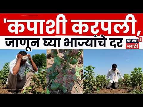 Jalgaon Farmer News | पावसाने पाठ फिरवली, कपाशी करपली; ३ महिन्यांच्या झाडाला फक्त २ कैऱ्या | N18V