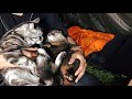 Mr.Cat makes his camping debut!? [Otter life Day 250]【カワウソアティとにゃん先輩】