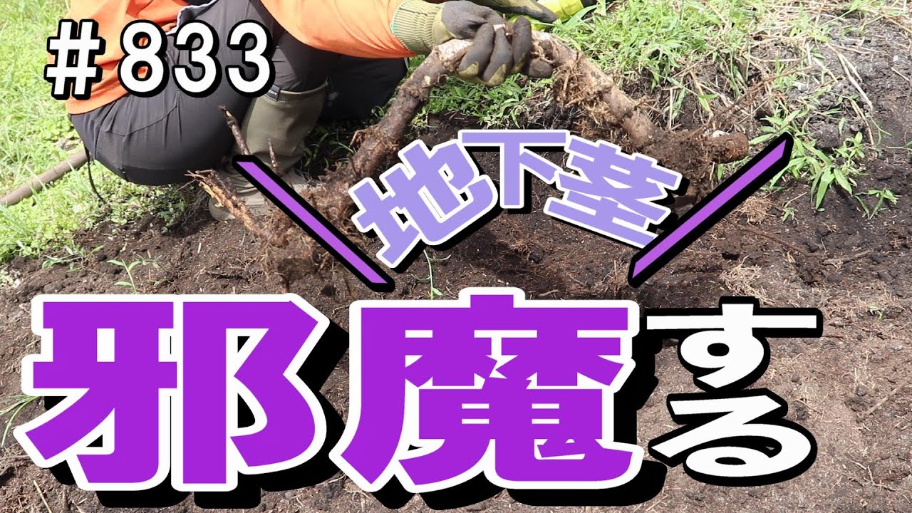 We move on to leveling the bamboo grove! Even though the stumps