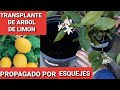 TRANSPLANTE DE UN ARBOL DE LIMON