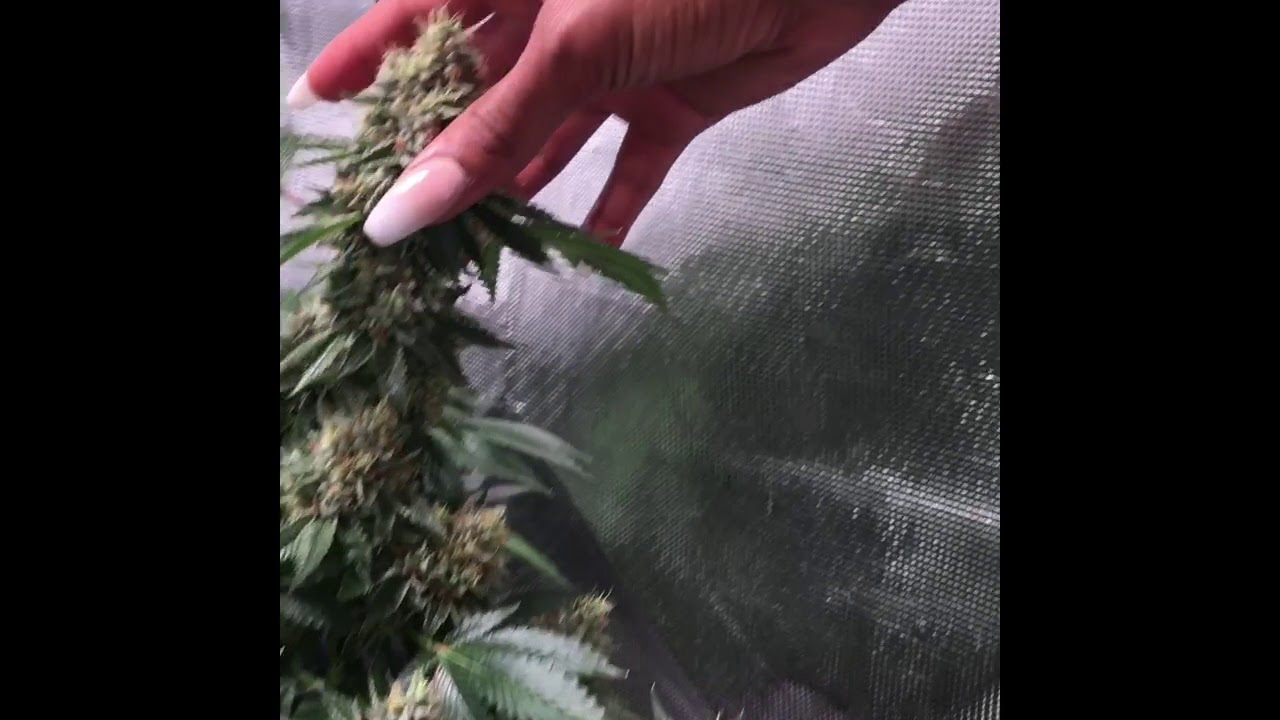 Flowering Day 60 GHOST & SFV OG