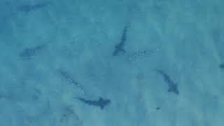 Leopard Sharks (La Jolla, Ca)