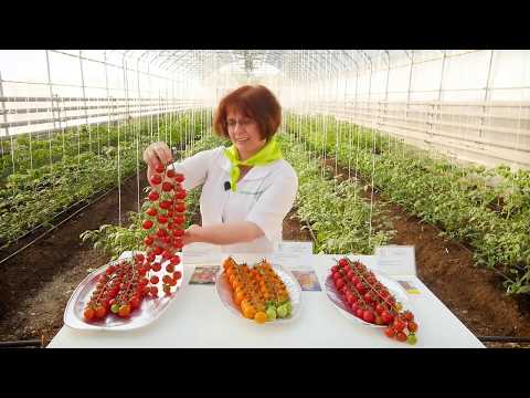 Video: Kold Tomat Og Agurksuppe