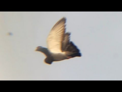 جنينسي طنجة توليعة في الخاولة