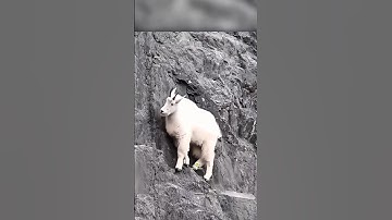 How Mountain Goats Defy Gravity😱👌#shorts #goat