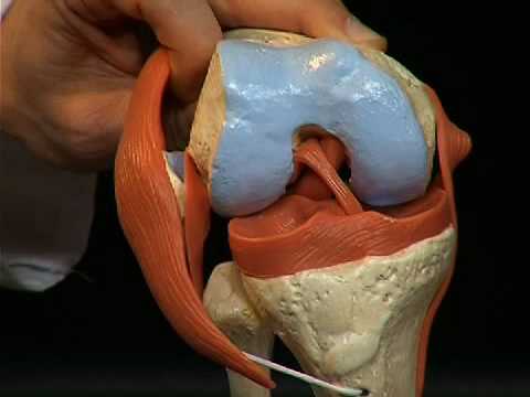 Video: Funzione, Anatomia E Diagramma Del Legamento Crociato Posteriore - Body Maps