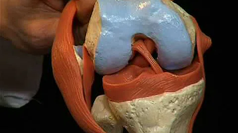 Dove sono i crociati del ginocchio?