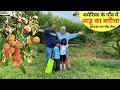 अमेरिका के गाँव में आड़ू का बग़ीचा आपका मन मोह लेगा  PEACH ORCHARD in USA