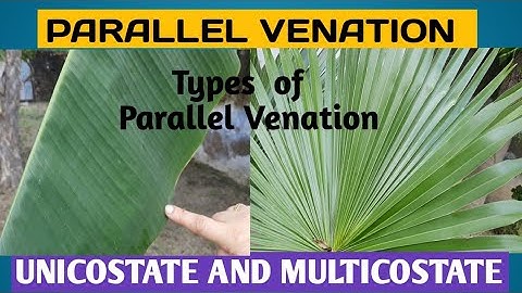 Parallel Venation and its types.Unicostate and Multicostate.#parallelvenation,#venation.