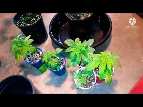 2021 michigan grow how i transplant from solo cup to one gal