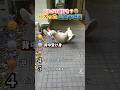 バズった絶対に笑う瞬間ランキングw #おもしろ #面白い