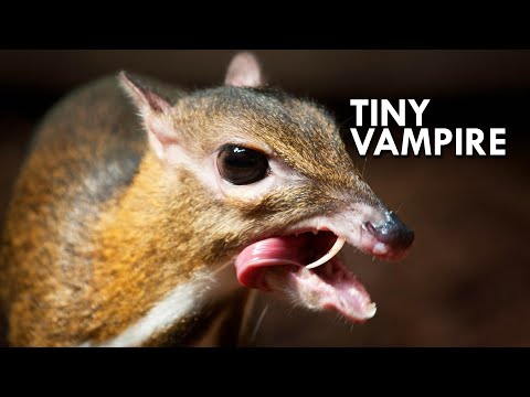 Chevrotain: The 12 Inch Ungulate