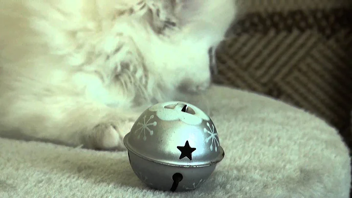 Watch the video about Giulia - ragdoll chocolate lynx colourpoint 6 weeks old...