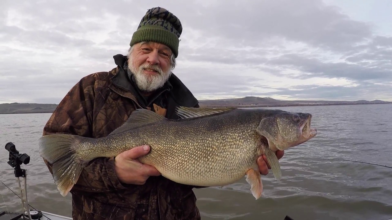 Monster Columbia River Walleye Caught & Released