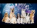 СОБАЧИЙ ГОРОСКОП | Кто ваша собака по знаку зодиака?