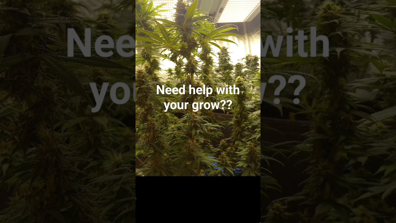 struggling with your grow? Let me help!